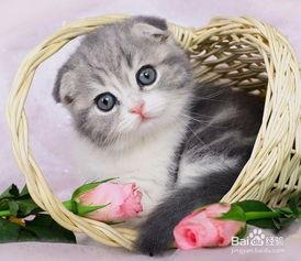 小猫变成人的秘籍视频,小猫变人的奇幻之旅-第1张图片-丝瓜视频成人