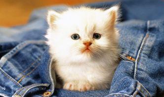 小猫变成人的秘籍视频,小猫变人的奇幻之旅-第2张图片-丝瓜视频成人