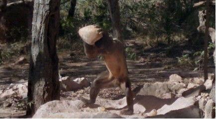 把猴子变成人实验视频,探索生物进化奥秘的惊世一幕-第1张图片-丝瓜视频成人