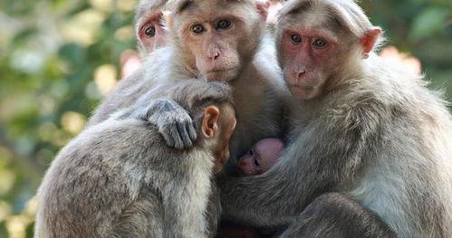 把猴子变成人实验视频,探索生物进化奥秘的惊世一幕-第3张图片-丝瓜视频成人