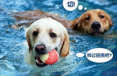 成人学狗游泳好吗视频,挑战自我，解锁水上乐趣新境界-第1张图片-丝瓜视频成人