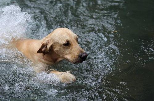 成人学狗游泳好吗视频,挑战自我，解锁水上乐趣新境界-第2张图片-丝瓜视频成人