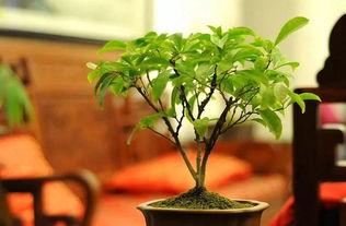 盆栽变成人怀孕视频,植物怀孕的奇幻之旅-第3张图片-丝瓜视频成人