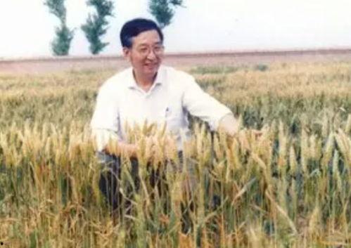 小麦变成人照片真实视频,从麦田到人间的奇幻之旅-第2张图片-丝瓜视频成人