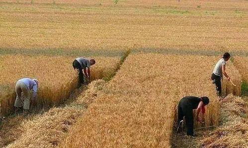 小麦变成人照片真实视频,从麦田到人间的奇幻之旅-第3张图片-丝瓜视频成人