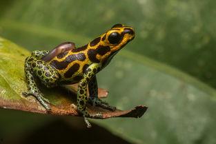 小蝌蚪视频丝瓜成人-第1张图片-丝瓜视频成人