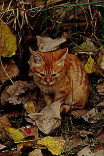 成人的猫视频大全,成猫视频大全精选瞬间-第1张图片-丝瓜视频成人