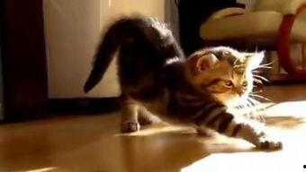 成人的猫视频大全,成猫视频大全精选瞬间-第2张图片-丝瓜视频成人