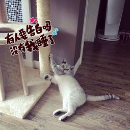 成人的猫视频大全,成猫视频大全精选瞬间-第3张图片-丝瓜视频成人