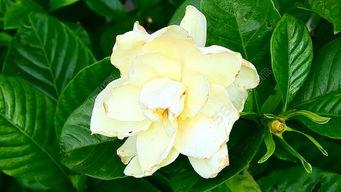 白花视频成人,成人世界的真实写照-第2张图片-丝瓜视频成人