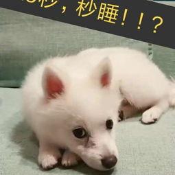 变成人的狗视频下载,一段跨越物种的奇幻之旅-第2张图片-丝瓜视频成人