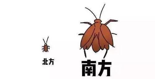 蟑螂进化成人脸视频,一场跨越亿年的奇幻之旅-第1张图片-丝瓜视频成人